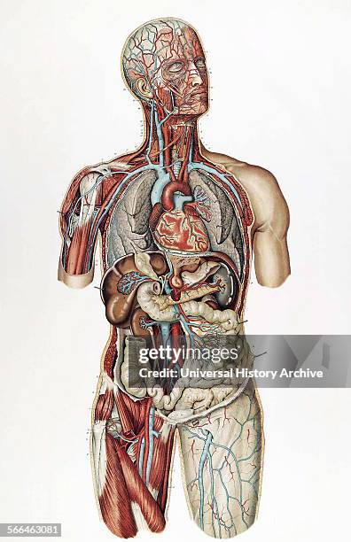 Anatomical illustrations by Sigismond Balicki, 1858-1916 from 'Anatomie normale du corps humain' by Sigismond Laskowski, 1904.