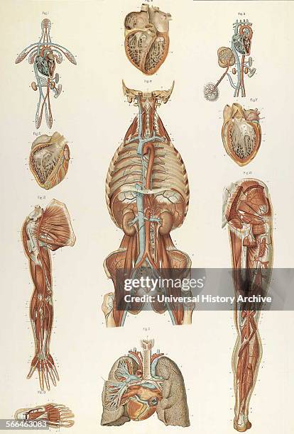 Anatomical illustrations by Sigismond Balicki, 1858-1916 from 'Anatomie normale du corps humain' by Sigismond Laskowski, 1905.