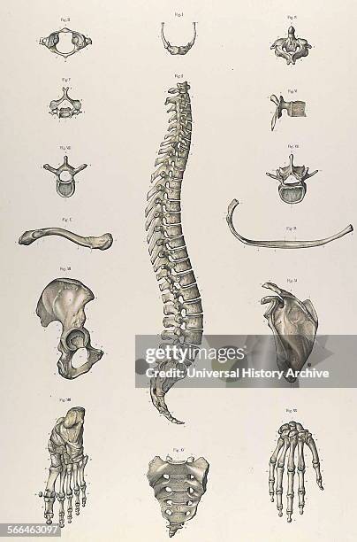 Anatomical illustrations by Sigismond Balicki, 1858-1916 from 'Anatomie normale du corps humain' by Sigismond Laskowski, 1907.