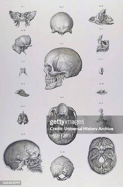 Anatomical illustrations by Sigismond Balicki, 1858-1916 from 'Anatomie normale du corps humain' by Sigismond Laskowski, 1908.