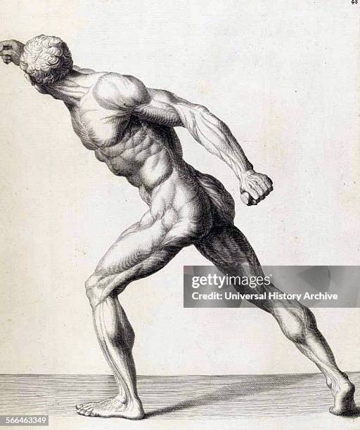 Anatomical study by Bernardino Genga 'Anatomia per uso et intelligenza del disegno ricercata non solo su gl'ossi, e muscoli del corpo humano' ....