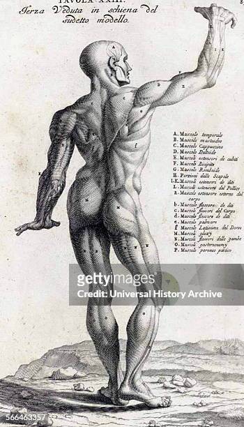 Anatomical study by Bernardino Genga 'Anatomia per uso et intelligenza del disegno ricercata non solo su gl'ossi, e muscoli del corpo humano' ....