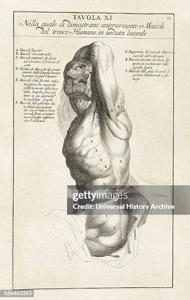 Anatomical study by Bernardino Genga 'Anatomia per uso et intelligenza del disegno ricercata non solo su gl'ossi, e muscoli del corpo humano' ....