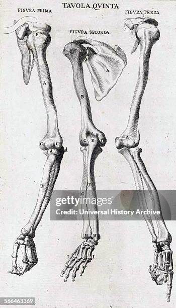 Anatomical study by Bernardino Genga 'Anatomia per uso et intelligenza del disegno ricercata non solo su gl'ossi, e muscoli del corpo humano' ....