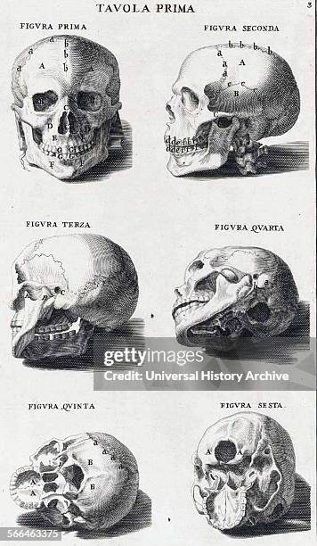 Anatomical study by Bernardino Genga 'Anatomia per uso et intelligenza del disegno ricercata non solo su gl'ossi, e muscoli del corpo humano' ....