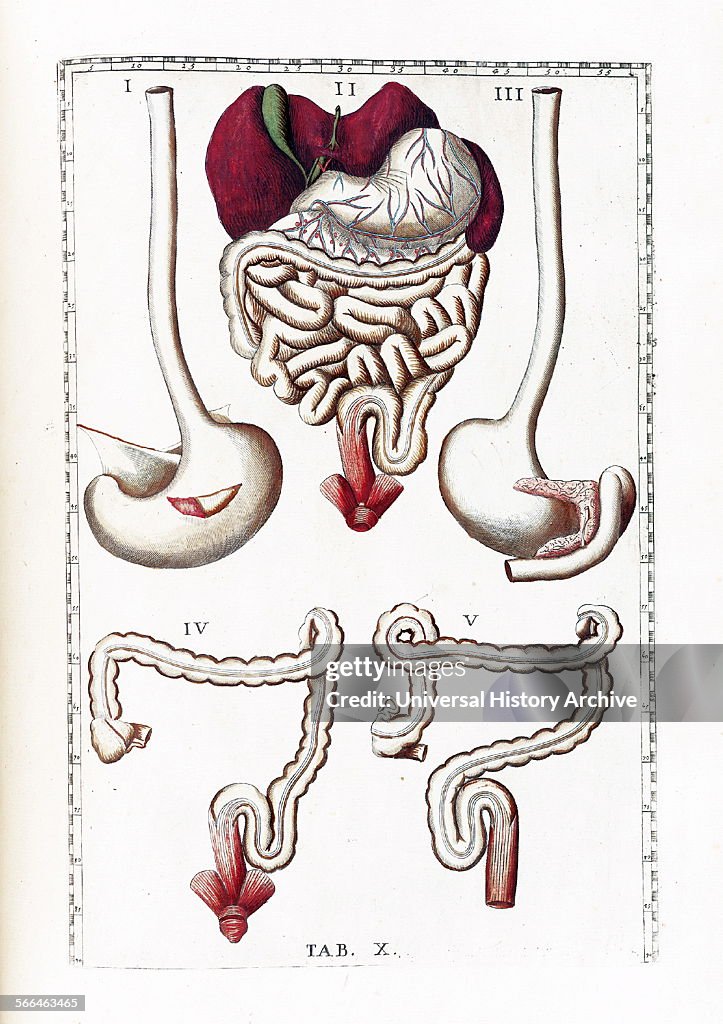 Tabulae Illustration from 'Tabulae anatomicae'. by Bartolomeo Eustachi ...
