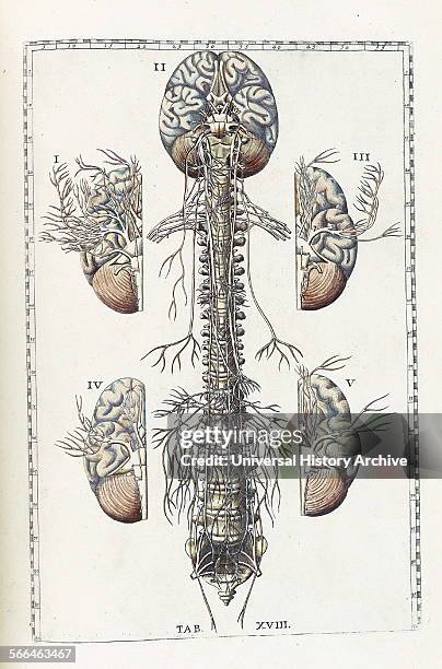 Tabulae 170 Tabulae Stock Photos, High-Res Pictures, and Images - Getty Images