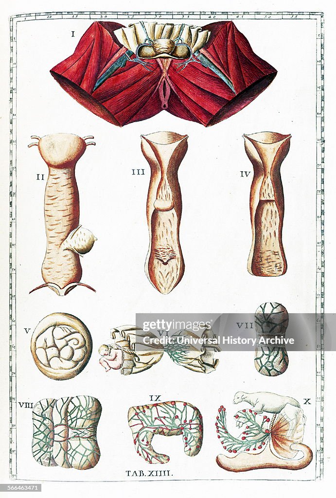 Tabulae Illustration from 'Tabulae anatomicae'. by Bartolomeo Eustachi ...