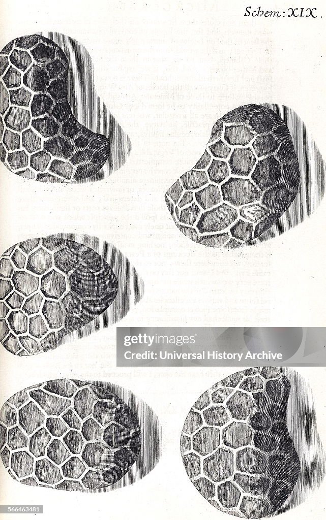 Micrographia Print Illustration from 'Micrographia' 1665; by Robert Hooke, 1635-1703 ...