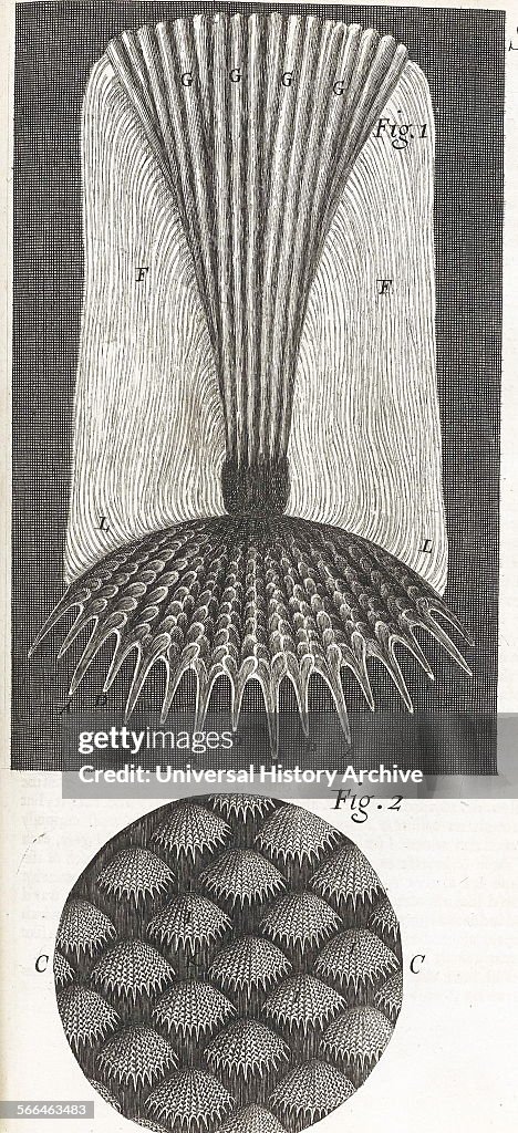 Micrographia Rhd Illustration from 'Micrographia' 1665; by Robert Hooke, 1635-1703 ...