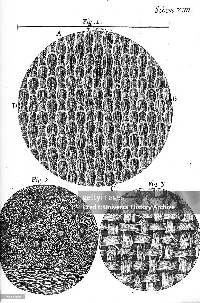 Micrographia Rash Illustration from 'Micrographia' 1665; by Robert Hooke, 1635-1703 ...