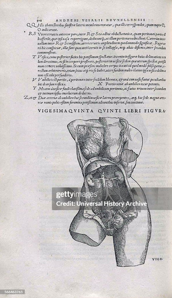 The female pelvis.