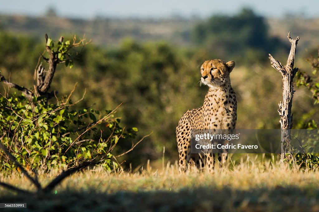 Focused cheetah