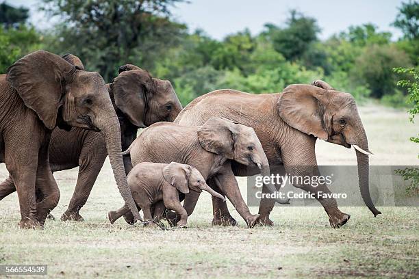 herd of elephants - african elephant calf stock pictures, royalty-free photos & images