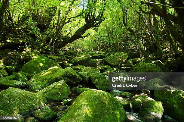 yakushima - yakushima island stock pictures, royalty-free photos & images