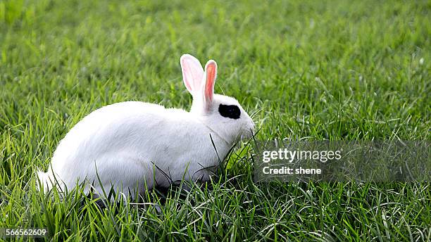 Wild White Rabbits