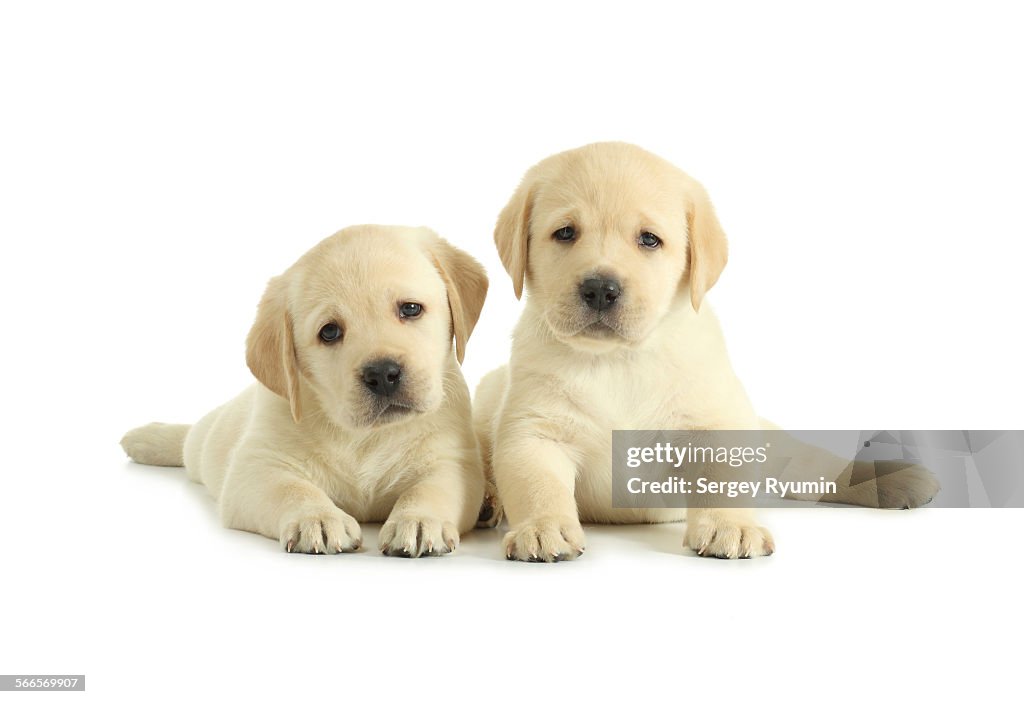 Two labrador retriever puppies isolated on white