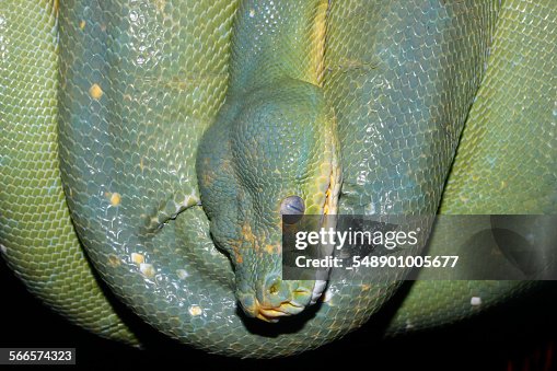 Green python Green python
