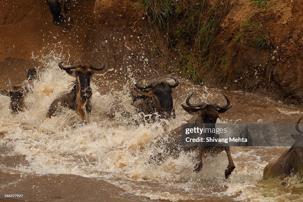 Wildbeest migration in Masai Mara