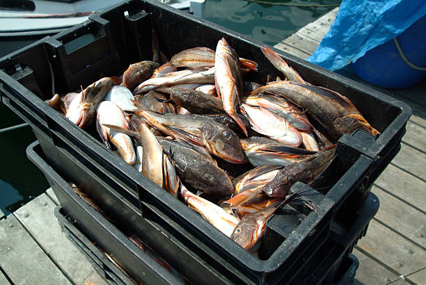 newport shipyard bait - fishing newport stock pictures, royalty-free photos & images