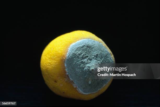2 Rotten Lemons 114 Rotten Lemon Stock Photos, High-Res Pictures, and Images - Getty Images