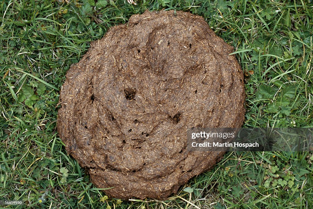 High angle view of cow dung in the grass