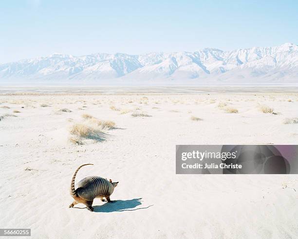 an armadillo in a desert - tatu fotografías e imágenes de stock