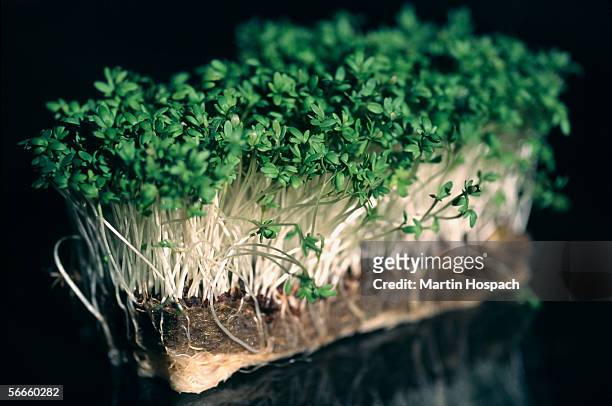 side view of watercress - watercress stock pictures, royalty-free photos & images