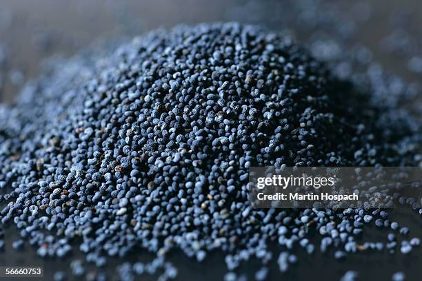 poppy seeds - graine de pavot photos et images de collection