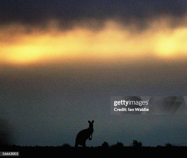 This file photo from June 7, 2005 shows a Kangaroo sitting on the horizon at Leigh Creek, South Australia. The Kangaroo is a marsupial mammal which...