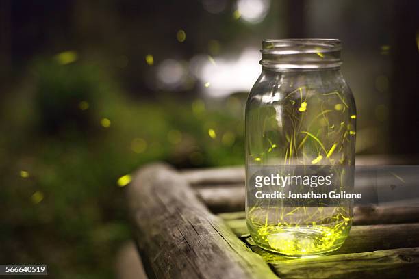 japanese fireflies - firefly stock pictures, royalty-free photos & images
