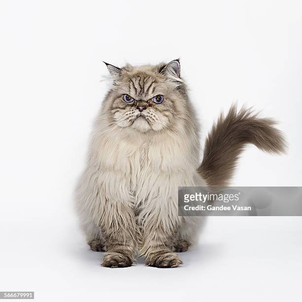 grumpy cat seated - rabbia emozione negativa foto e immagini stock