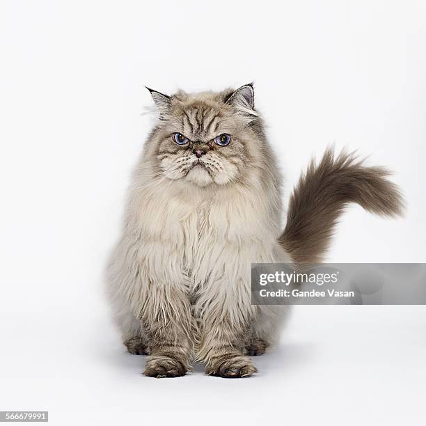 grumpy cat seated - cat sitting stock pictures, royalty-free photos & images