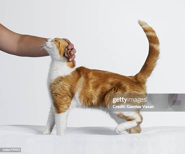 hand stroking cat - cat hand stock-fotos und bilder