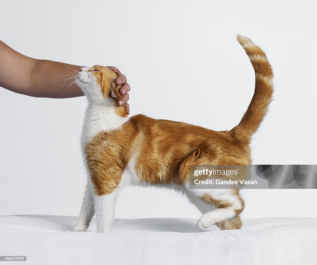 Hand Stroking Cat