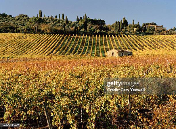 typical farmhouse and vineyards in tuscany - montalcino imagens e fotografias de stock