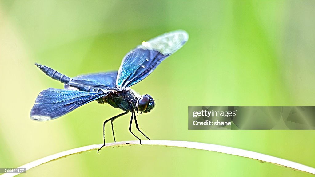 Dark blue dragonfly on the leaf