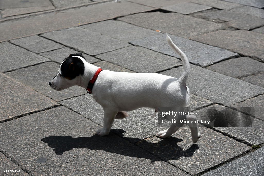 Jack russell