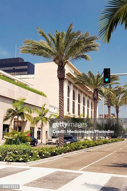 palm trees lining a street, rodeo drive, los angeles, california, usa - rodeo drive stock-fotos und bilder