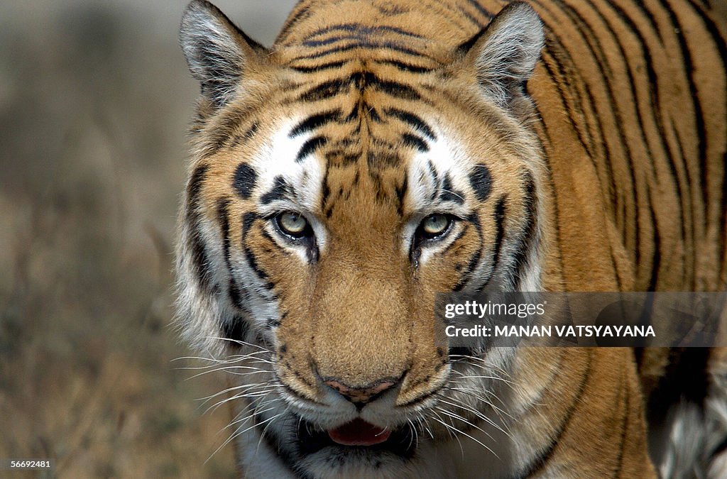 An Indian Bengal Tiger (Panthera tigris)