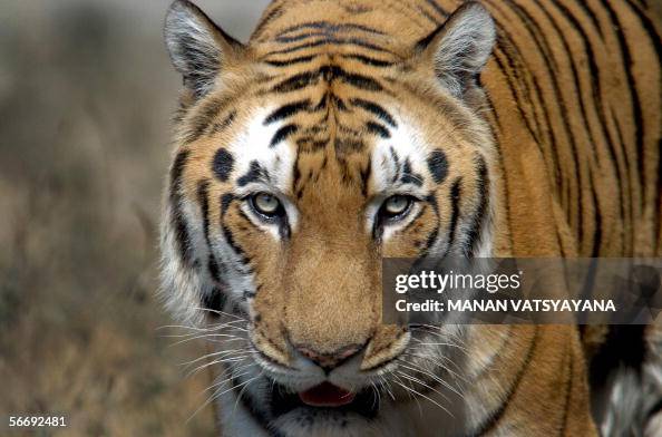 An Indian Bengal Tiger (Panthera tigris) An Indian Bengal Tiger (Panthera tigris)