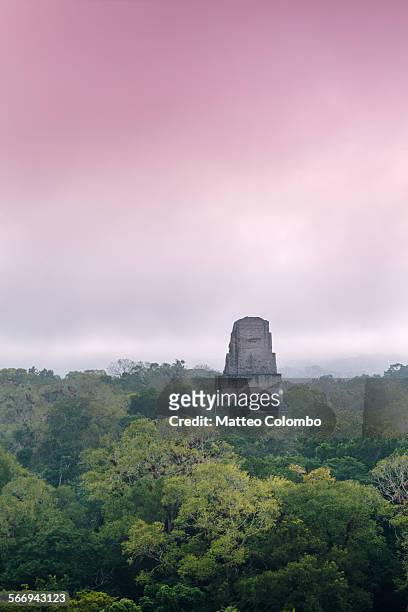 view of tikal temples in the forest at sunrise - tikal stockfoto's en -beelden