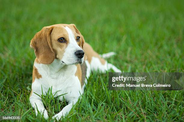 beagle dog on the lawn - beagle stockfoto's en -beelden