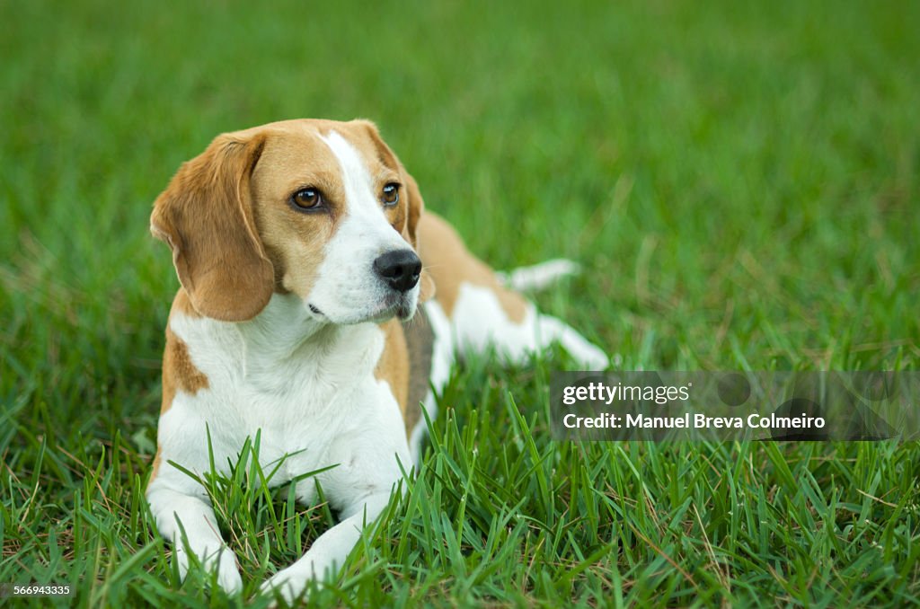 Beagle dog on the lawn