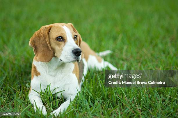 beagle dog on the lawn - beagle imagens e fotografias de stock