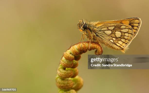 the rare chequered skipper - hesperiidae stock pictures, royalty-free photos & images