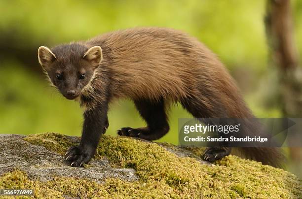 726 Pine Marten Photos and Premium High Res Pictures - Getty Images
