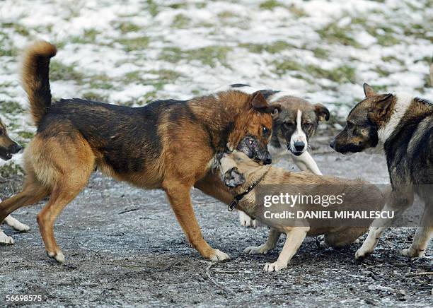 Stray dogs fight in a park in Bucharest on 29 January 2006. A Japanese man, age 51, died in Bucharest after a stray dog bit and severed his femural...