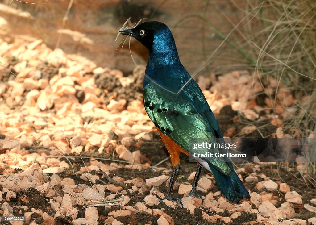 Superb starling nest builder