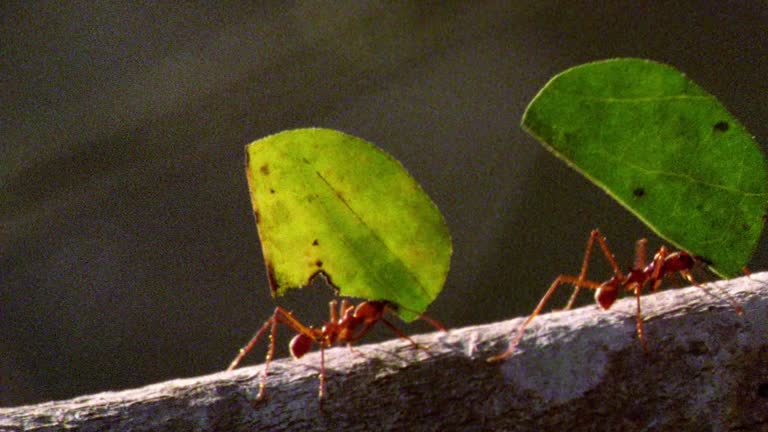 Ant Frame Thing Ants Carrying Things